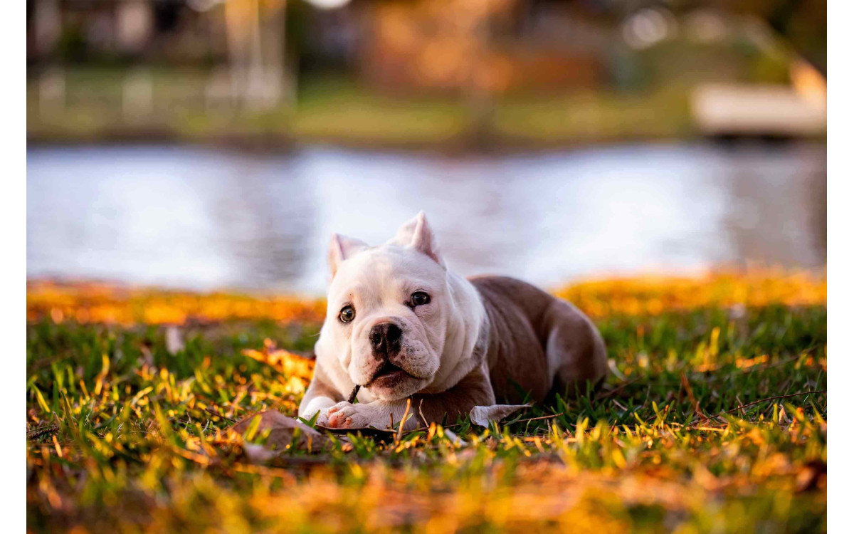 American Bully: Kompletný sprievodca starostlivosťou a povahou