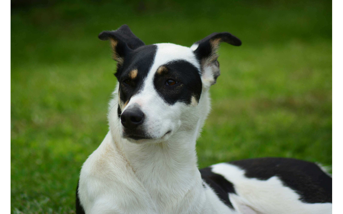 Basenji – Povaha, Starostlivosť a Zdravie Vášho Unikátneho Spoločníka