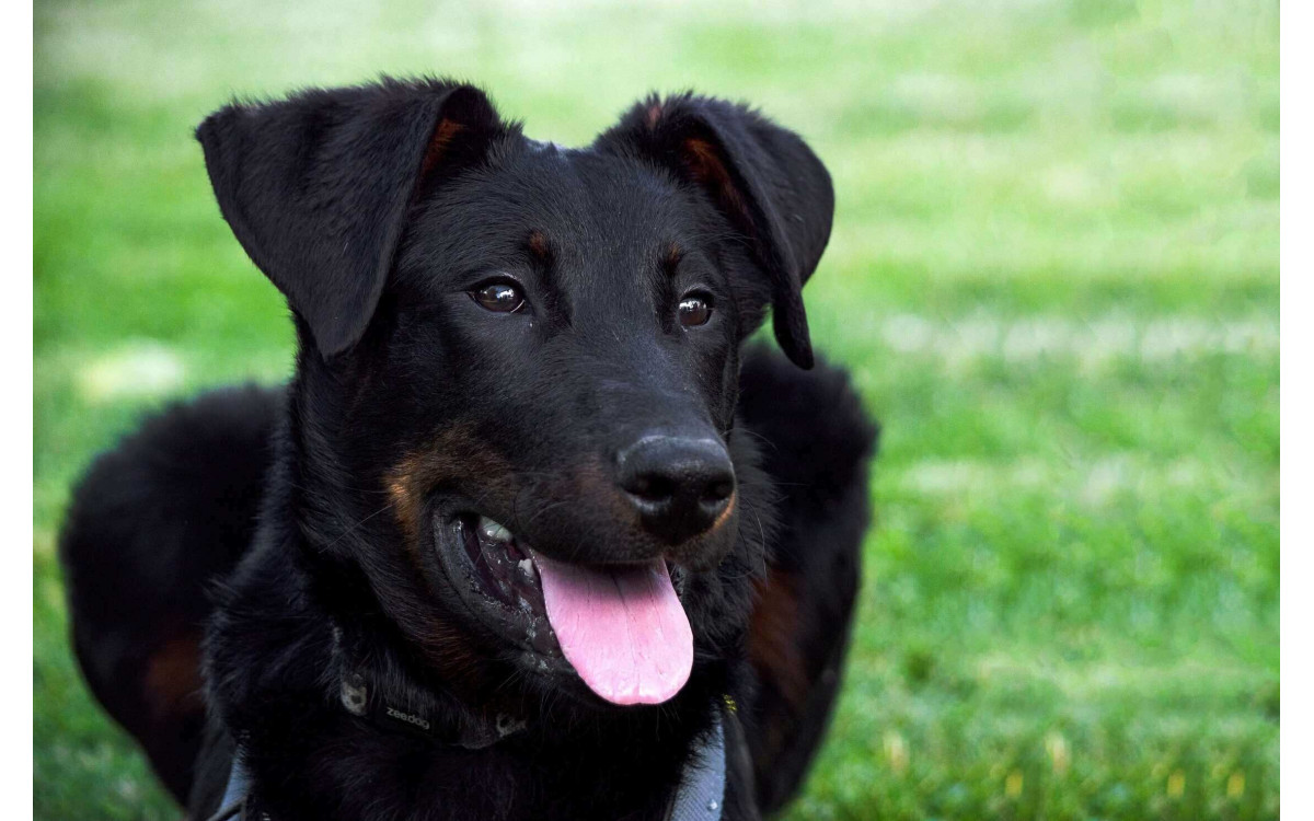 Beauceron – Povaha, Starostlivosť a Zdravie Francúzskeho Pastierskeho Psa