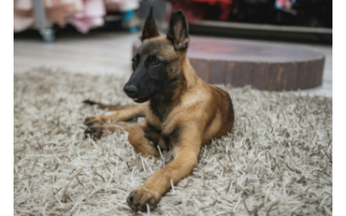 Všetko, čo by ste mali vedieť o plemene belgický Malinois — Starostlivosť, vlastnosti a viac