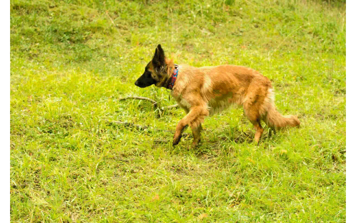 Belgický Ovčiak (Malinois) – Povaha, Starostlivosť a Zdravie