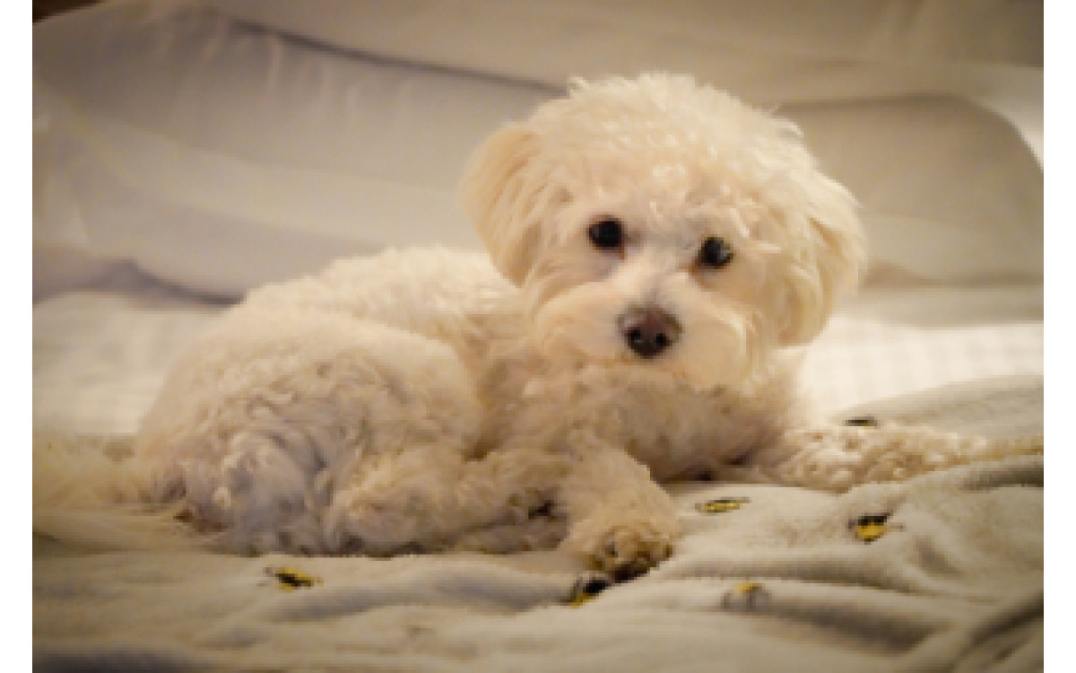 Bichon Frise: Všetko, čo by ste mali vedieť o tomto roztomilom plemene psov