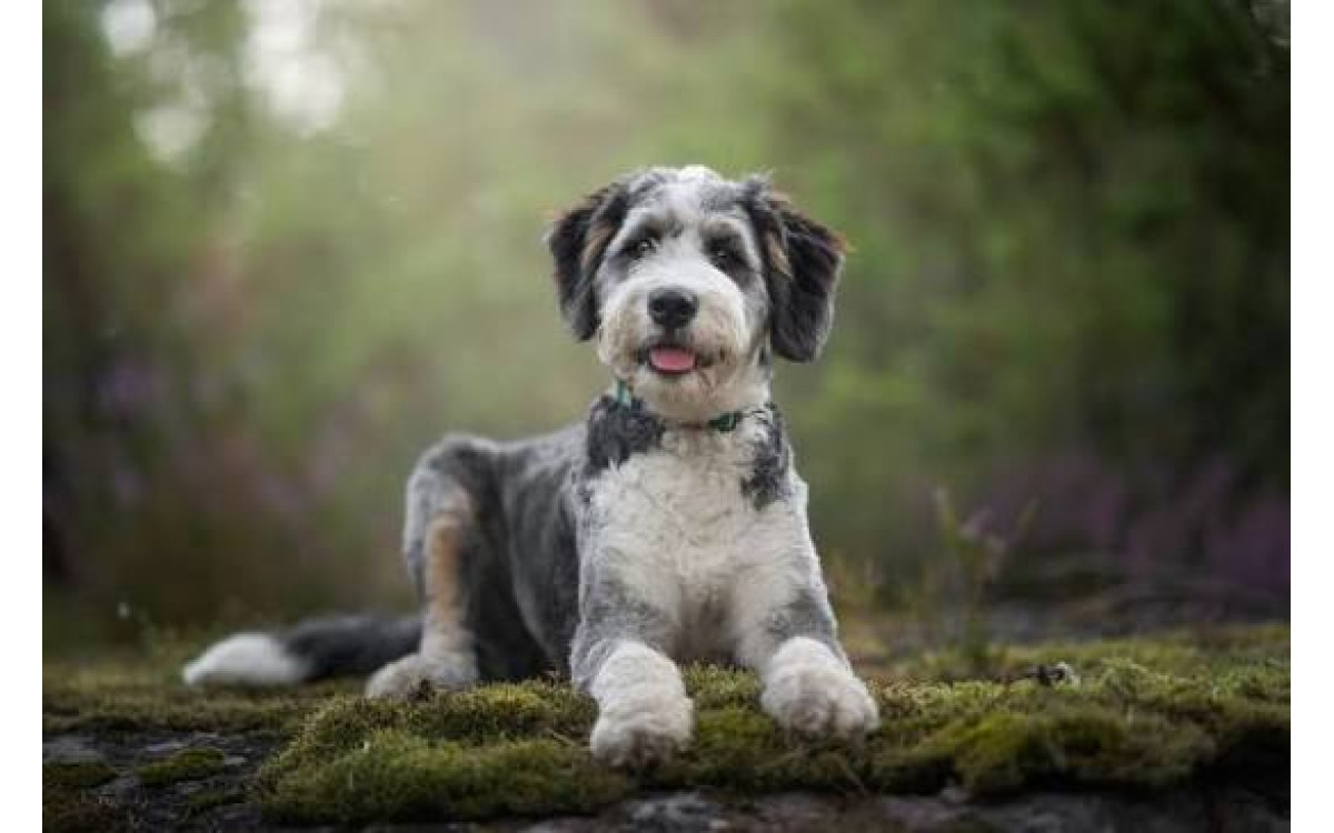 Bradatá kólia (Bearded Collie): Povaha, starostlivosť a zdravie plemena