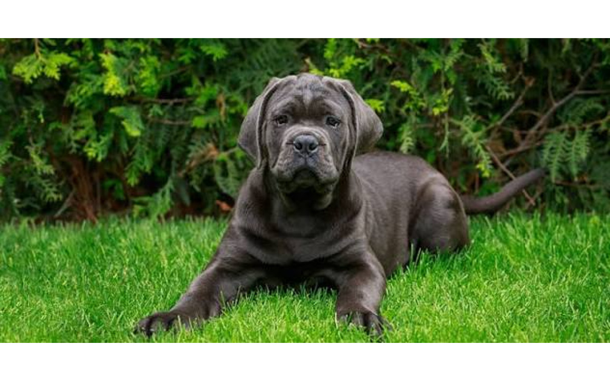 Cane Corso: Povaha, výcvik, zdravie a starostlivosť o talianskeho strážcu