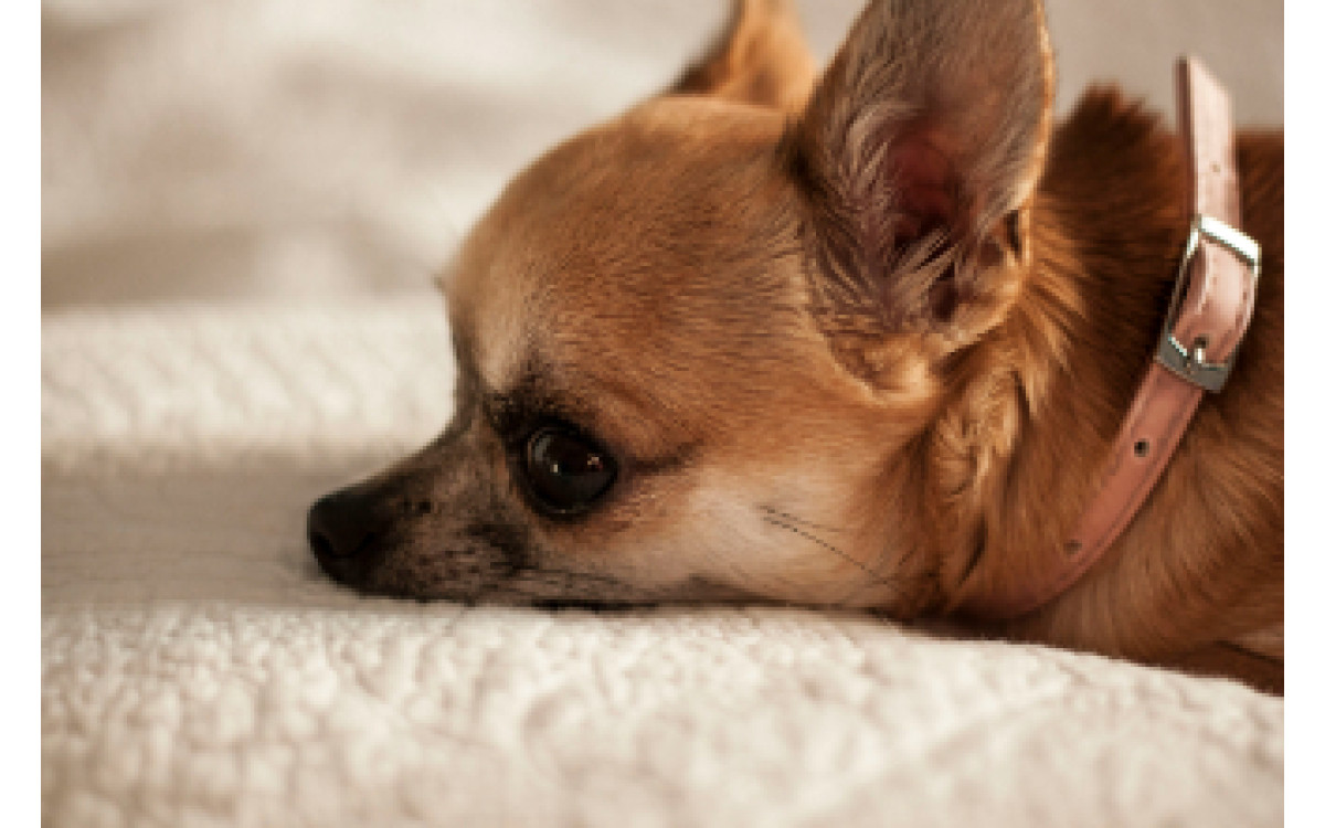 Chihuahua: Kompletný sprievodca plemenom