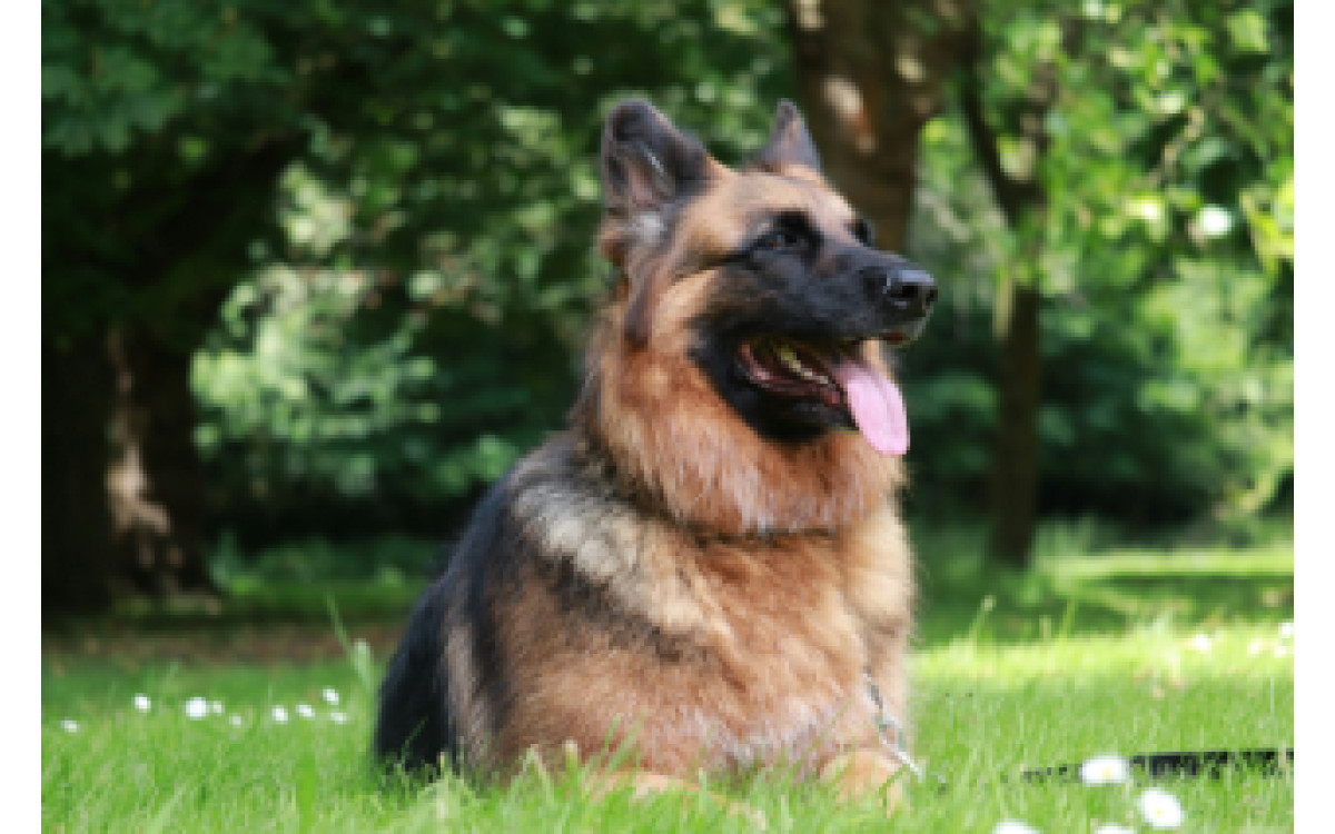 Najlepšia kniha o plemene nemecký ovčiak: Temperament, starostlivosť a zdravie