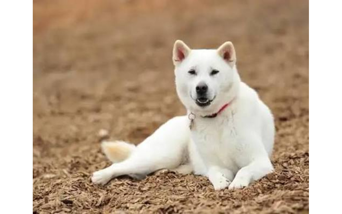 Kishu: Povaha, starostlivosť a zdravie japonského poľovníckeho psa