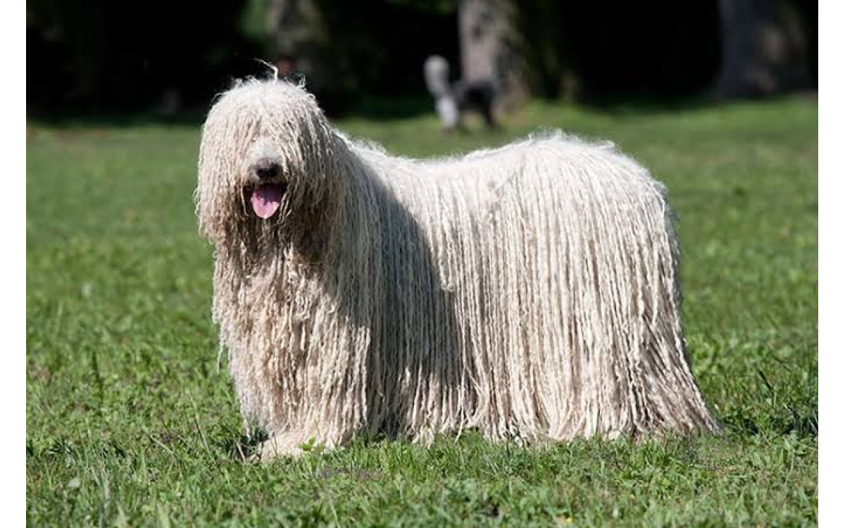 Komondor: Povaha, starostlivosť a zdravie legendárneho strážcu