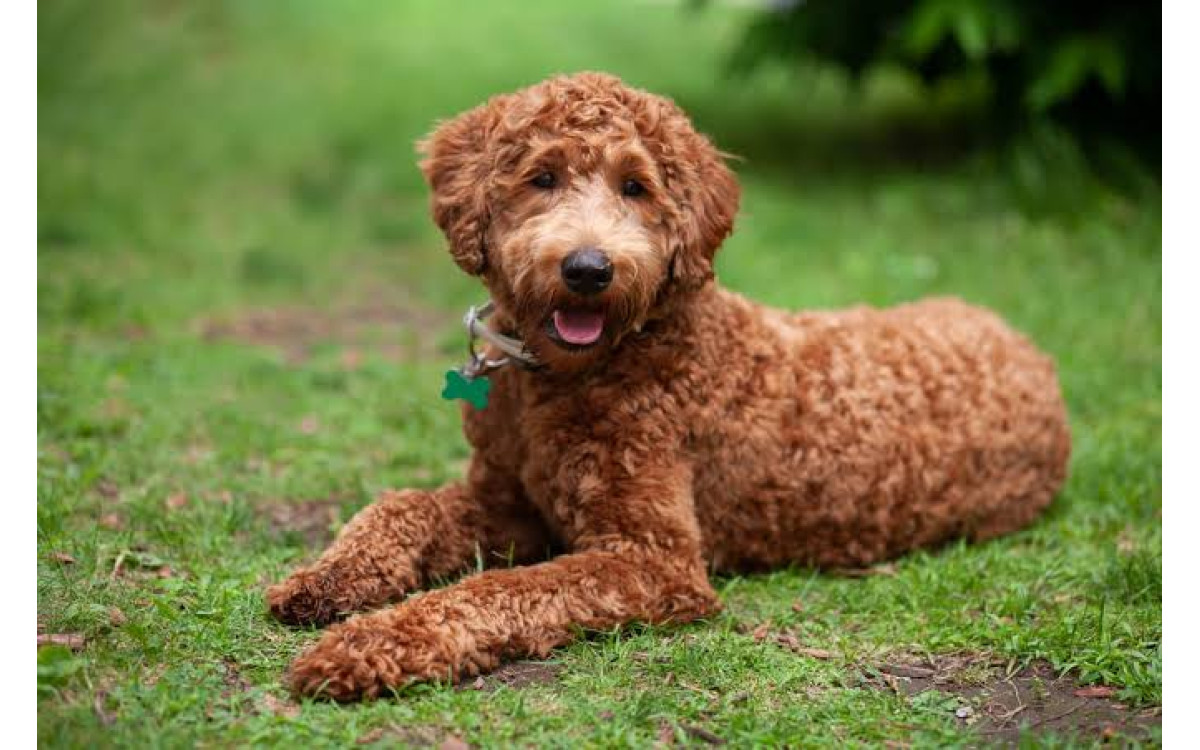 Labradoodle: Povaha, starostlivosť, zdravie a potreby obľúbeného rodinného psa