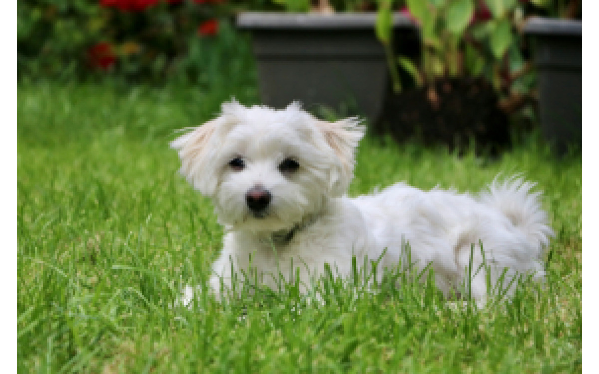 Maltézsky pes: Informácie, starostlivosť, temperament a viac