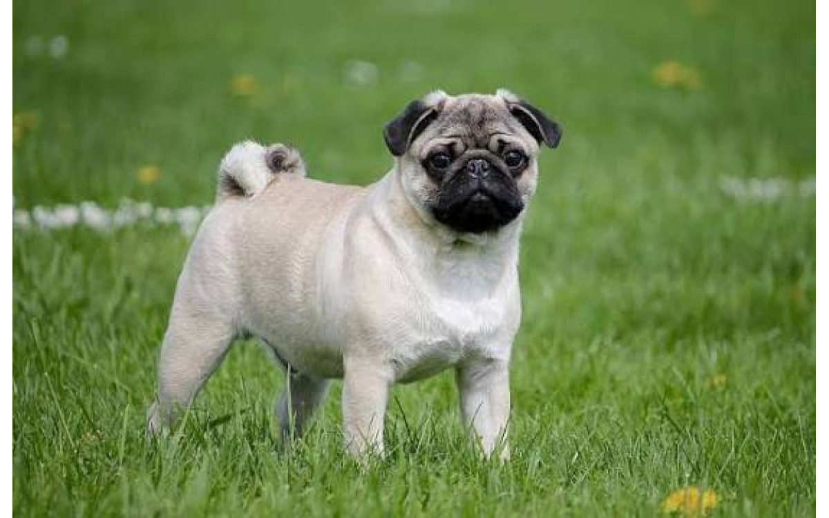 Mops: Povaha, starostlivosť, zdravie a potreby plemena