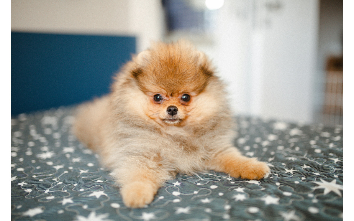 Plemeno Pomeranian — Všetko, čo by ste mali vedieť