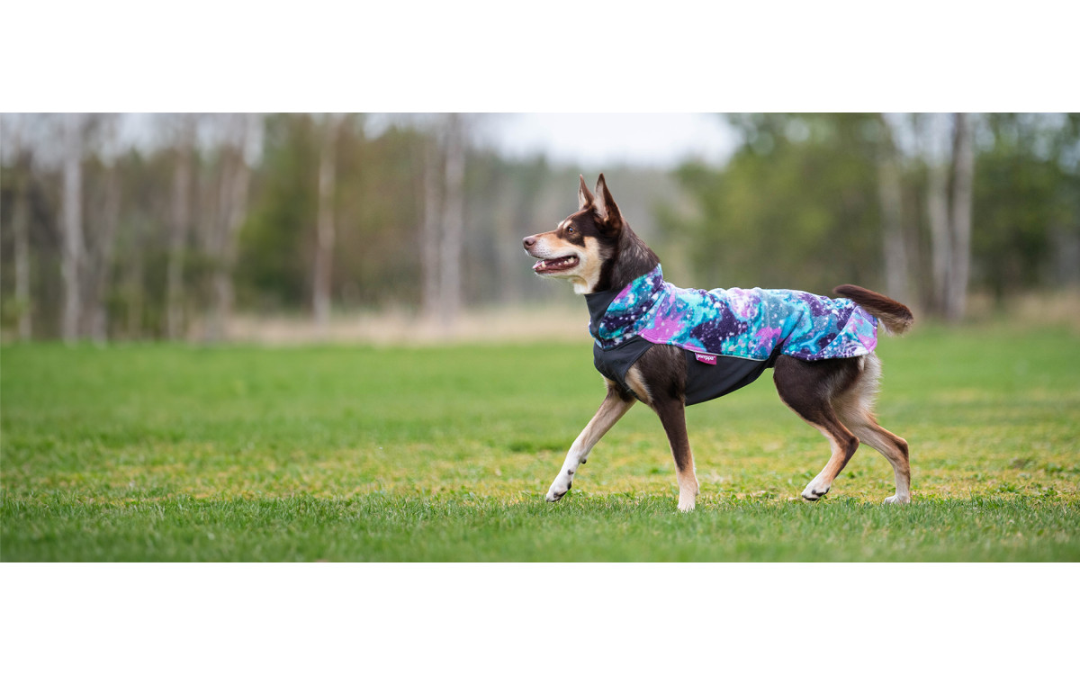 Sprievodca plemenami psov 2026: Populárne psy, vlastnosti, veľkosť a tipy na starostlivosť