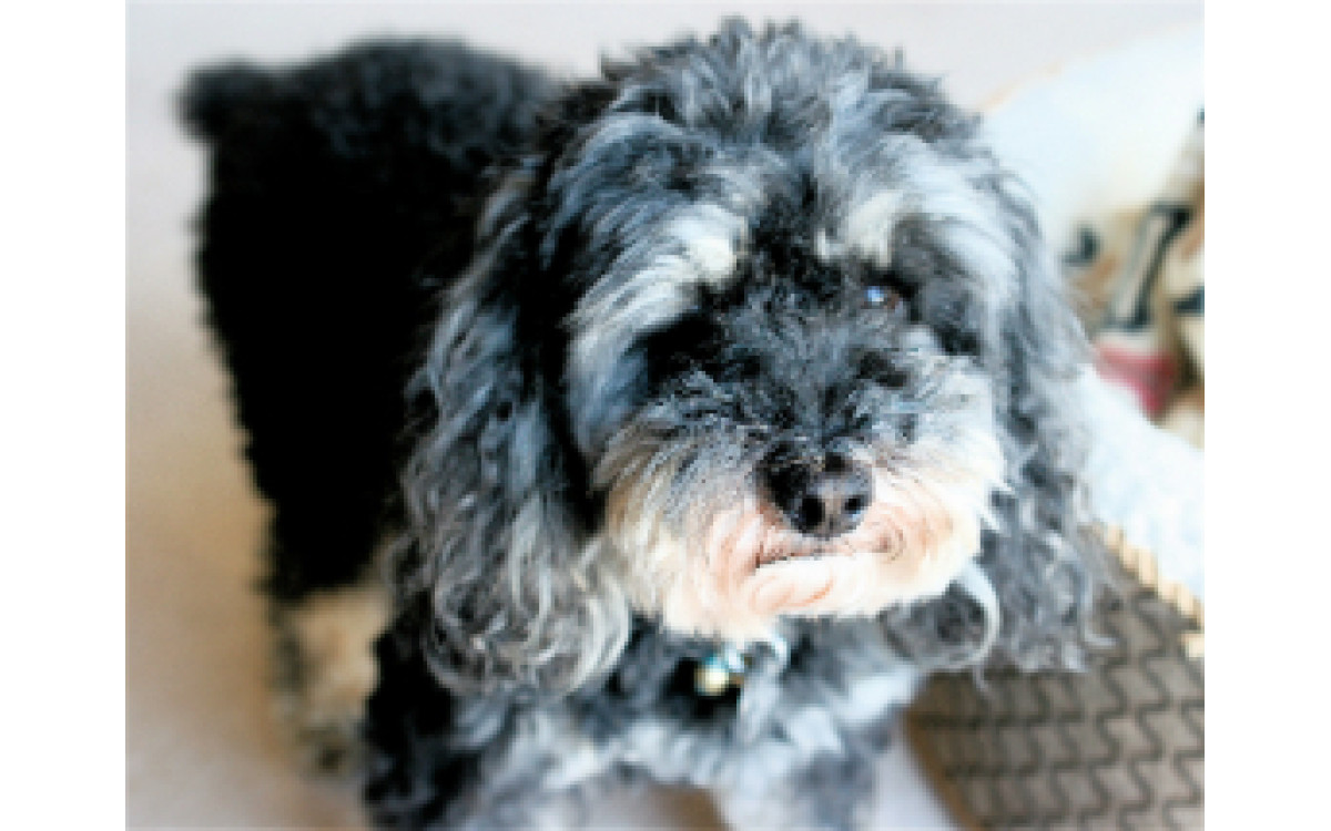 40 zaujímavých faktov o plemene Pudel: Sprievodca pre majiteľov psov