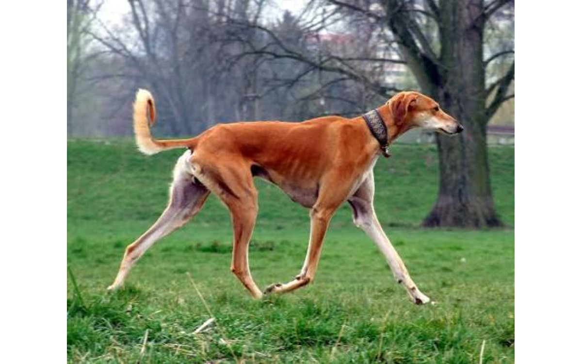 Saluki: Povaha, starostlivosť, zdravie a potreby elegantného chrta