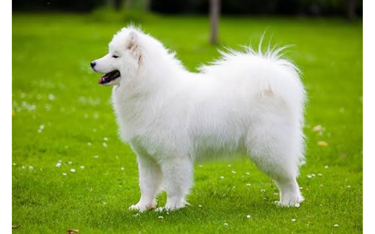 Samojed: Povaha, starostlivosť, zdravie a výcvik