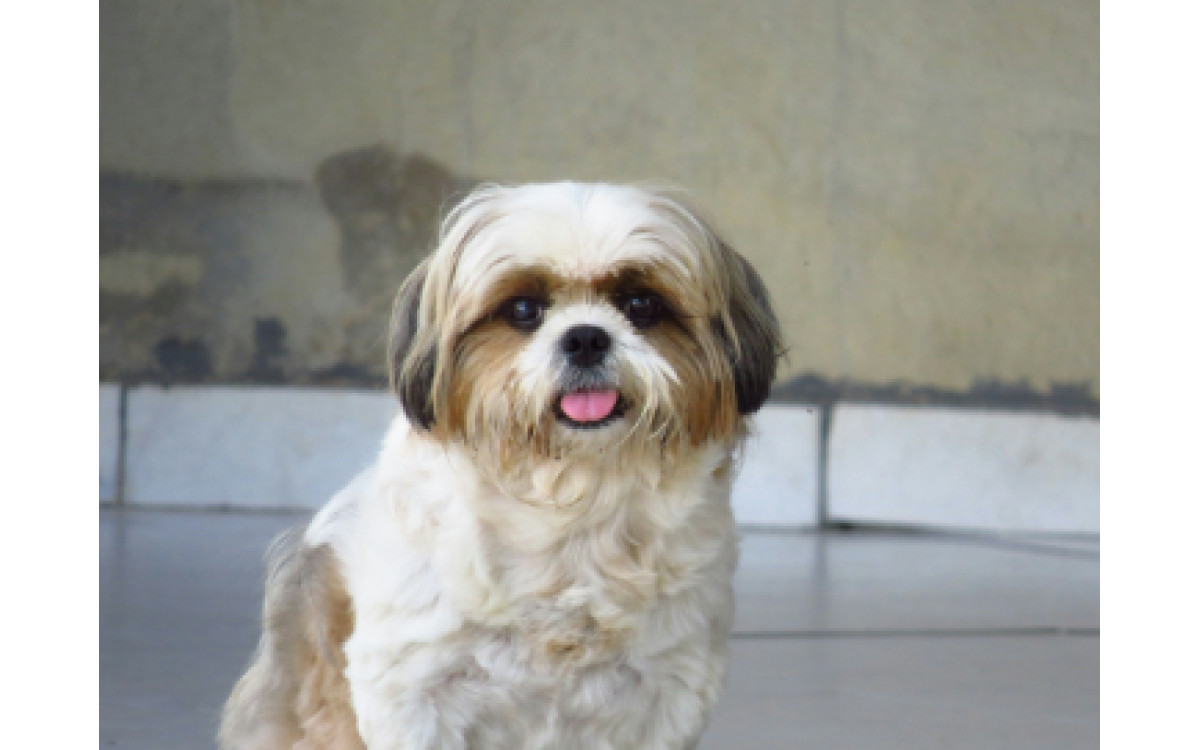 Shih Tzu Plemeno – Všetko, čo potrebujete vedieť – Perfektní rodinní psi