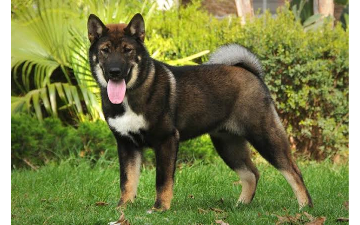 Shikoku: Povaha, starostlivosť, zdravie a výcvik