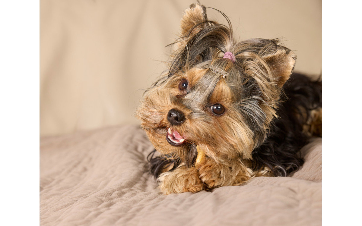 Yorkshire teriér: Sprievodca pre majiteľov