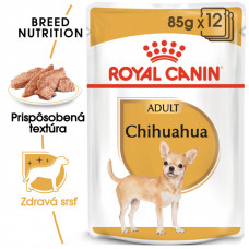 Chihuahua 12x