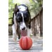 Dexas Off-Leash Ball - plávajúca loptička pre psa s karabínou