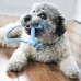 KONG Puppy Goodie Bone with Rope XS - malá bábka, kosť s povrazom - Modrá