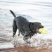 KONG AirDog Squeaker Football - pískacia hračka pre psa, futbalová lopta, plávajúca - L