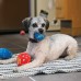 KONG príležitosti narodeninové loptičky M (8cm) 2ks. - plyšové narodeninové psie gule