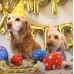 KONG príležitosti narodeninové loptičky M (8cm) 2ks. - plyšové narodeninové psie gule