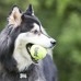 KONG SqueakAir Tennis Ball with Rope M (6cm) - tenisová loptička pre psa s povrazom, s pískadlom