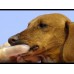Artero prstová zubná kefka 2 ks. - zubná kefka pre psov a mačky, nadstavec na prsty