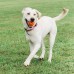 Chuckit! Breathe Right Fetch Ball M (6,4 cm) - mäkká prelamovaná loptička pre stredného psa