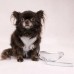 Flamingo Small Dog Leash Green - vodítko pre malého psa, zelené, nylonové, 1,5x120cm