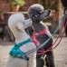 Hurtta Weekend Warrior Harness Peacock - postroje pre aktívnych psov - 100-120