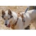 Hurtta Weekend Warrior Harness Desert - postroje pre aktívnych psov - 45-60