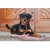 Max a Molly DOBRÚ! Smart ID Retro Pink Collar - obojok pre psa s inteligentným štítkom - S.