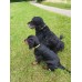 Max&Molly GOTCHA! Smart ID Ruler Collar - obojok s príveskom smart Tag pre psov - L