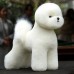 Mr. Jiang Bichon Model Dog - manekin psa do nauki strzyżenia, bez futra