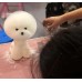 Mr. Jiang Teddy Head Hair - wymienna sierść do główki groomerskiej Teddy, biała