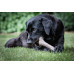 Nylabone Puppy Gourmet Chicken Stick M - maškrta pre psov, intenzívna kuracia vôňa Nylabone Puppy Gourmet Chicken Stick M - maškrta pre psov, intenzívna kuracia vôňa