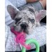 Nylabone Bacon Puppy Cumlík Chew - flexibilná maškrta pre šteniatko s vôňou slaniny Nylabone Bacon Puppy Cumlík Chew - flexibilná maškrta pre šteniatko s vôňou slaniny