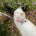 Max&Molly Cat Harness & Leash Cherry Bloom - súprava postroja a vodítka pre mačky, vzor čerešňového kvetu Max&Molly Cat Harness & Leash Cherry Bloom - súprava postroja a vodítka pre mačky, vzor čerešňového kvetu