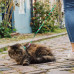 Max&Molly Cat Harness & Leash Tropical - sada postrojov a vodítka pre mačky, vzor tropických listov
