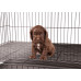 Show Tech Puppy Play Pen Medium 92x92x81cm - klietka pre šteniatka s dvojitým, nastaviteľným dnom