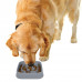 Dexas Slow Maze Feeder 946ml - miska na spomalenie, bludisko - Grey Dexas Slow Maze Feeder 946ml - miska na spomalenie, bludisko - Grey