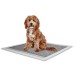 Best Friend Pi'Stop Carbone Puppy Pads 60x60cm - podložky, absorbujúce základy pre učenie sa čistoty s aktívnym uhlím 10 kusov