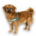Max&Molly Q-Fit Harness Matrix 2.0 Jade - ľahký nášlapný postroj pre psa, s QR ID, mäta - XXS Max&Molly Q-Fit Harness Matrix 2.0 Jade - ľahký nášlapný postroj pre psa, s QR ID, mäta - XXS