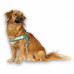 Max&Molly Q-Fit Harness Matrix 2.0 Jade - ľahký nášlapný postroj pre psa, s QR ID, mäta - XXS Max&Molly Q-Fit Harness Matrix 2.0 Jade - ľahký nášlapný postroj pre psa, s QR ID, mäta - XXS