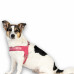 Max&Molly Q-Fit Harness Matrix 2.0 Rose - ľahký nášlapný postroj pre psa, s QR ID, pastelovo ružový - XXS