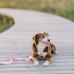 Pevný chrbtový postroj Dashi Baby Pink - nastaviteľný postroj na stráženie psa, svetloružový - S Pevný chrbtový postroj Dashi Baby Pink - nastaviteľný postroj na stráženie psa, svetloružový - S